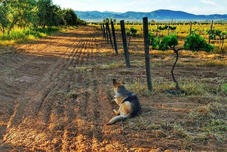 Villa Corsua Valle de Guadalupe Εξωτερικό φωτογραφία
